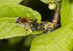 Rødhalet jordbi - andrena haemorrhoa